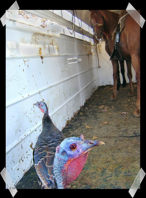 turkeys looking in trailer with our Peruvian geldings